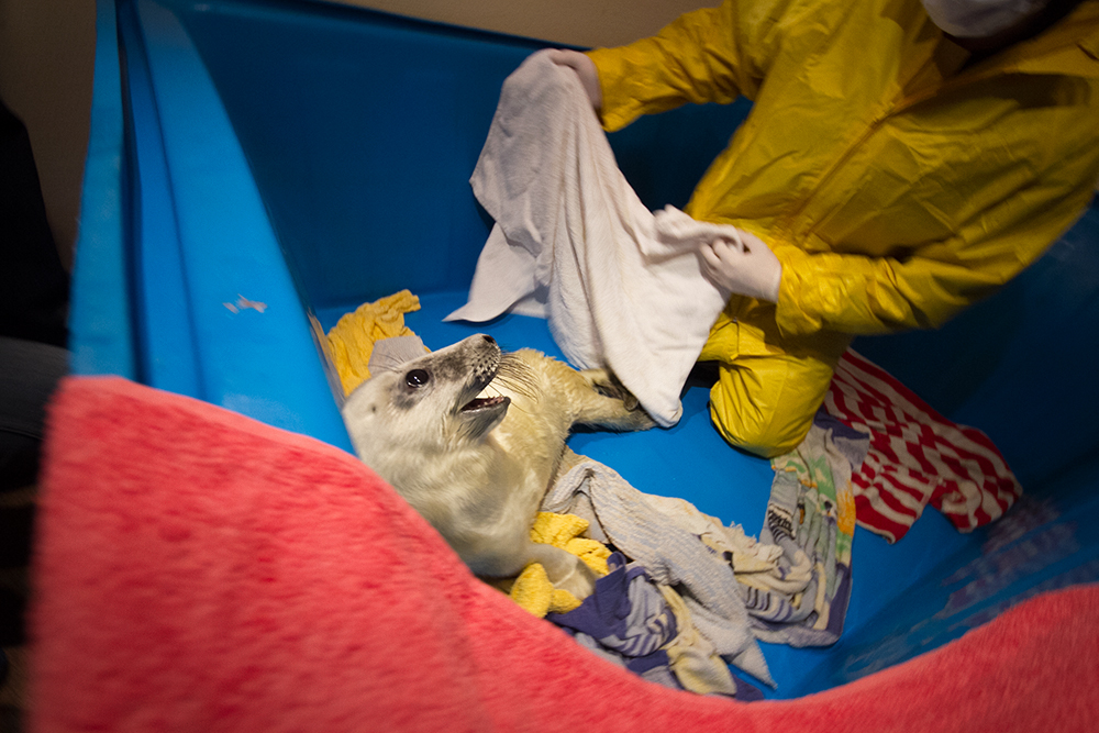В марте специалисты объявили сбор полотенец для пострадавших тюленят, многие петербуржцы откликнулись на просьбу, в результате чего удалось собрать две огромные емкости полотенец. 