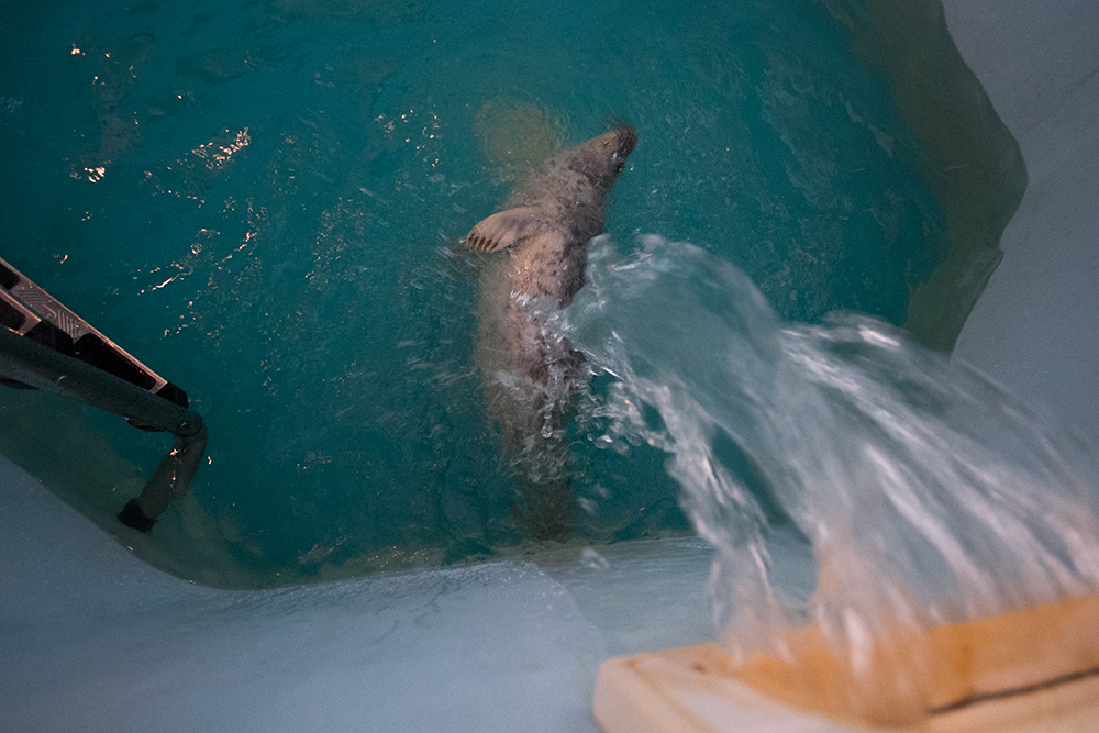 Когда тюлени подрастают, их начинают выпускать в бассейны, чтобы они учились самостоятельно плавать. Так начинается подготовка к выпуску в море. 