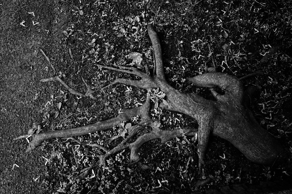 Корни дерева у могилы Достоевского на Тихвинском кладбище Александро-Невской лавры