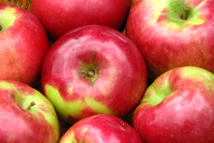 В Петербурге раздавили бульдозерами 19 тонн нелегальных яблок
