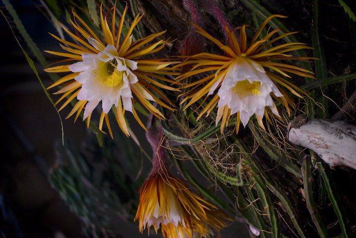 В Ботаническом саду зацветет родственница «Царицы ночи». Ее показывали всего два раза