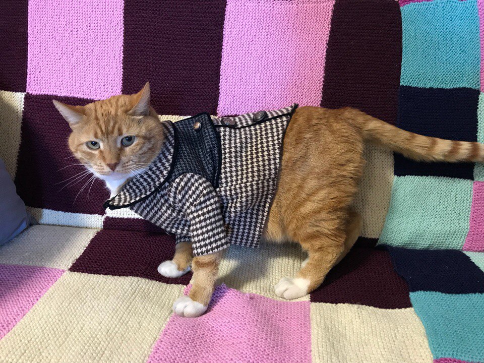 Выборгского кота Филимона одели в новое пальто. Демисезонное, с оттиском рыцарского меча на пуговицах