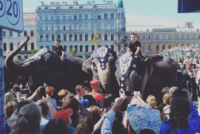 В центре Петербурга в День города проходит парад слонов