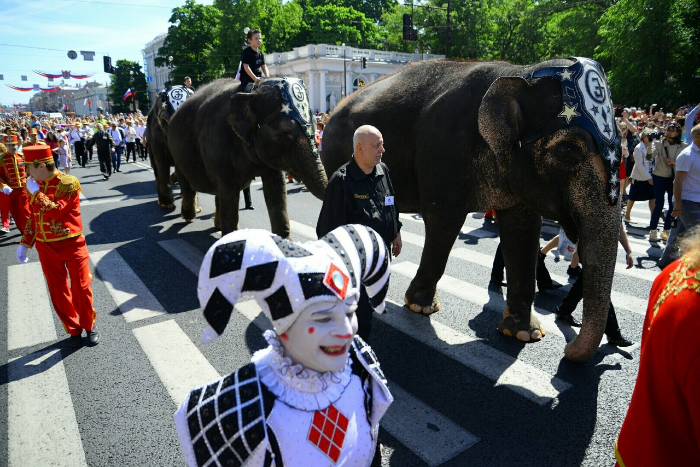 Три слона идут по Невскому проспекту в День города. Фотография