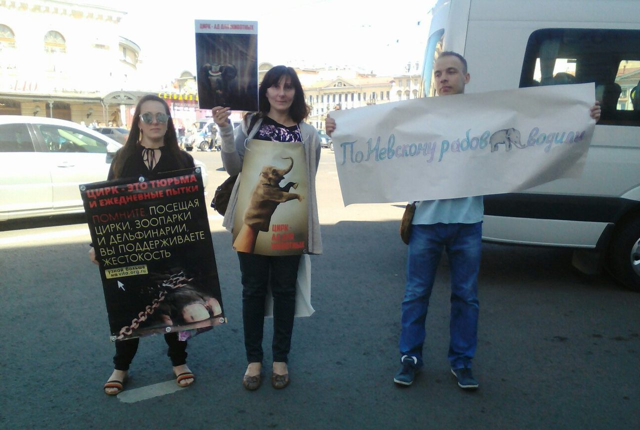 «По Невскому рабов водили»: в День города петербургские зоозащитники провели пикеты против эксплуатации слонов