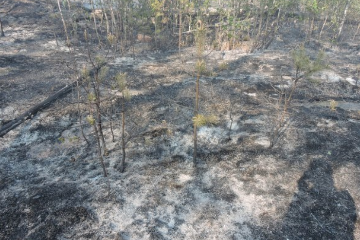 В выходные в выборгском парке Монрепо горело семь гектаров леса