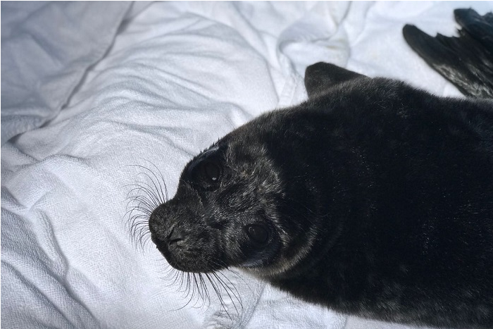 В Ленобласти спасли крошечного истощенного тюленя. Он очень слаб, но пытается укусить своих спасителей