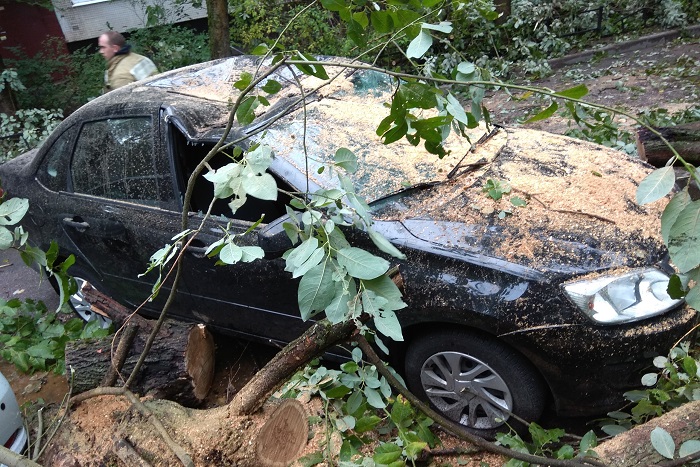 Сколько человек пострадало из-за сильного ветра в Петербурге и как часто сообщали об упавших деревьях? В МЧС подвели итоги