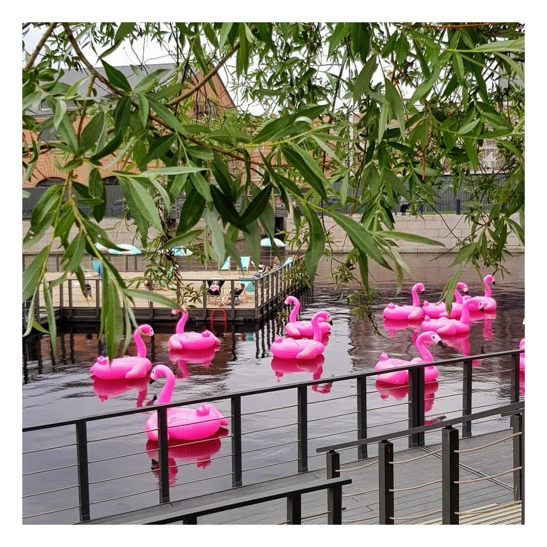 Зона отдыха с розовыми фламинго на Новой Голландии закроется после выходных