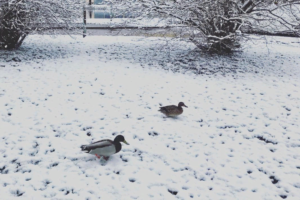 «Подвезли еще зимы»: в середине апреля в Петербурге снова выпал снег. 11 фотографий от удивленных горожан