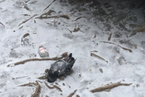 «Произошла экологическая катастрофа»: в Карелии после выброса с комбината продолжают гибнуть птицы, утверждают местные жители