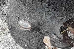 В Сегеже начали сжигать мертвых птиц. Они погибли после выброса с целлюлозно-бумажного комбината, считают местные жители
