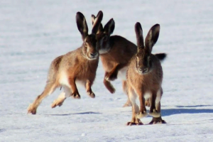 Из-за теплой зимы в Петербурге могут погибнуть зайцы — они сменили серый окрас на белый и стали видны хищникам