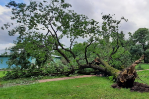 «Деревья стали заметно реагировать на изменения климата». В Ботаническом саду рухнул 160-летний дуб — вот почему это произошло
