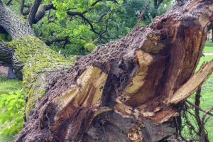 Рухнувший в Ботаническом саду 160-летний дуб превратят в арт-объект