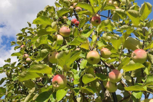 Выборгский парк Монрепо на один день откроет топиарный сад. Его посетителей ждут съедобные сувениры — яблоки и груши