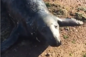 В Ленобласти ищут тюленя, который просил людей о помощи. Его видели у поселка Пески