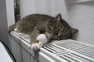 Когда в жилых домах в Петербурге включат отопление? Спойлер: как и в прошлом году
