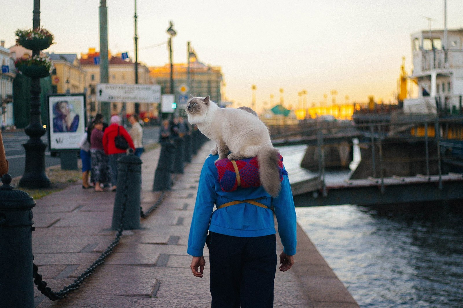 На Васильевском острове часто видят мужчину с котом на плечах. Мы попытались выяснить, кто это: для начала — питомца зовут Пончик Анатольевич…????