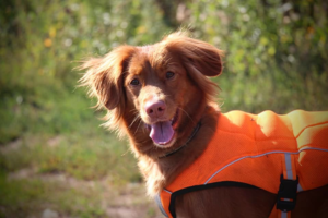 Российские собаки-спасатели (в том числе из Петербурга!) стали лучшими на чемпионате мира в Румынии. Вот как проходил конкурс