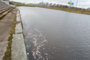 В Дудергофском канале заметили сотни мертвых рыб — ситуация на фото и видео выглядит ужасно. Недалеко обнаружили белую пену