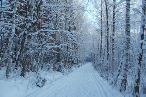 В Ржевском лесопарке открылась новая лыжня протяженностью 8 километров