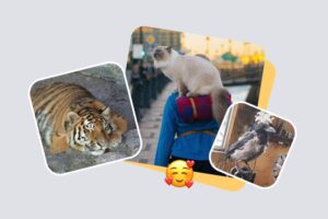 Пять текстов «Бумаги» про животных, которые радовали петербуржцев в 2021 году