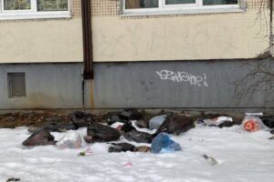 В одном из дворов в Купчине — нашествие крыс. Местные жители связывают это с мусорным коллапсом