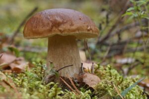 Ученые создали полный список шляпочных грибов, растущих в России. Зачем он нужен?