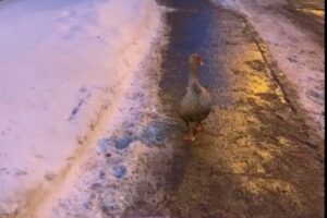 Комблаг попробовал пошутить про уборку снега — опубликовал видео с «оценившим» ее гусем. Угадайте реакцию петербуржцев 🤬
