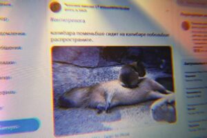 В твиттере запустили флешмоб #антитревога с животными и мемами. Зачем он нужен?