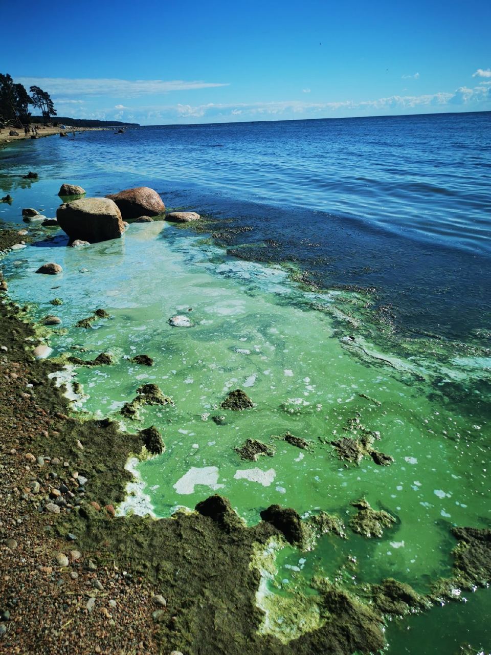 Финский залив позеленел из-за водорослей. Почему очистить его не получится и опасно ли купание в такой воде?