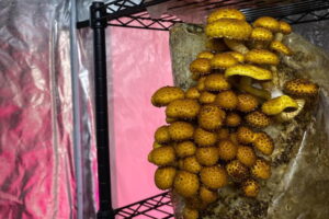Петербуржцы выращивают необычные грибы на городской ферме и продают их в рестораны. Их историю рассказал The Village
