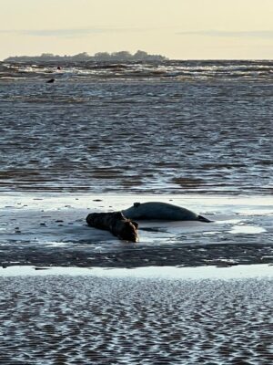 Росприроднадзор объяснил причины гибели тюленей в Финском заливе