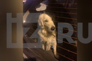 Собаку четыре года держали в багажнике автомобиля в Колининском районе, жалуются местные жители. Начата проверка