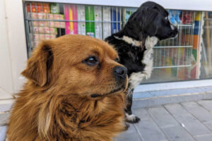 В Грузии могут принять закон о домашних животных — часть зоозащитников его раскритиковала и назвала «убийственным». Стоит беспокоиться?