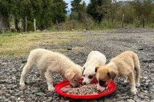 «Проблема кажется нерешаемой, но мы не опускаем руки». Волонтеры dogs.on.road — о спасении бездомных собак, обитающих на дорогах Грузии